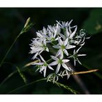 Bär-Lauch (Allium ursinum)