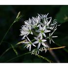 Bär-Lauch (Allium ursinum)