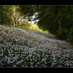 Bär-Lauch (Allium ursinum)