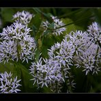 Bär-Lauch (Allium ursinum) im Detail...