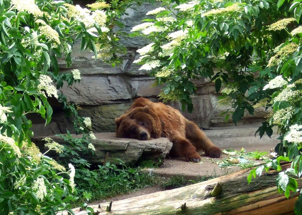 Bär Meister Petz