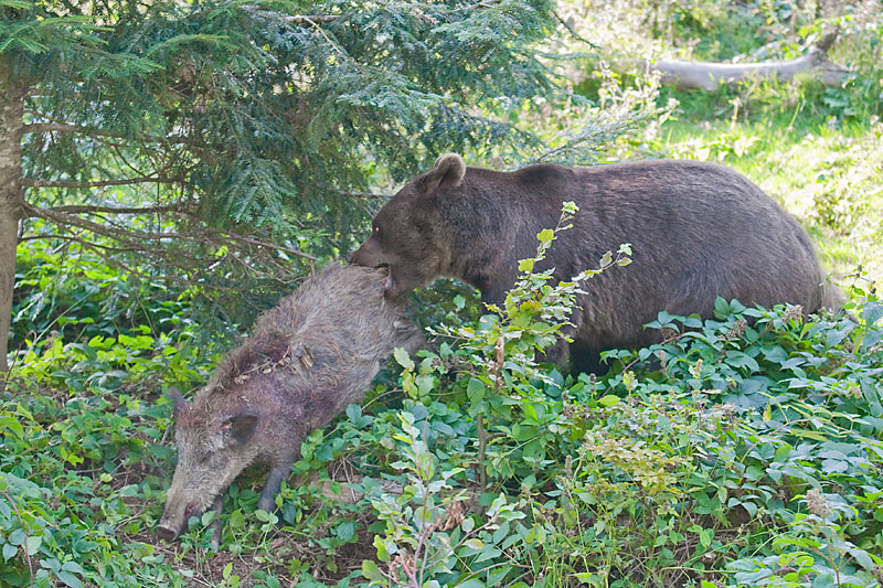 Bär mit Beute