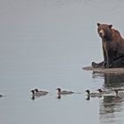 Bär mit Gänsesägern