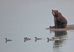 Bär mit Gänsesägern