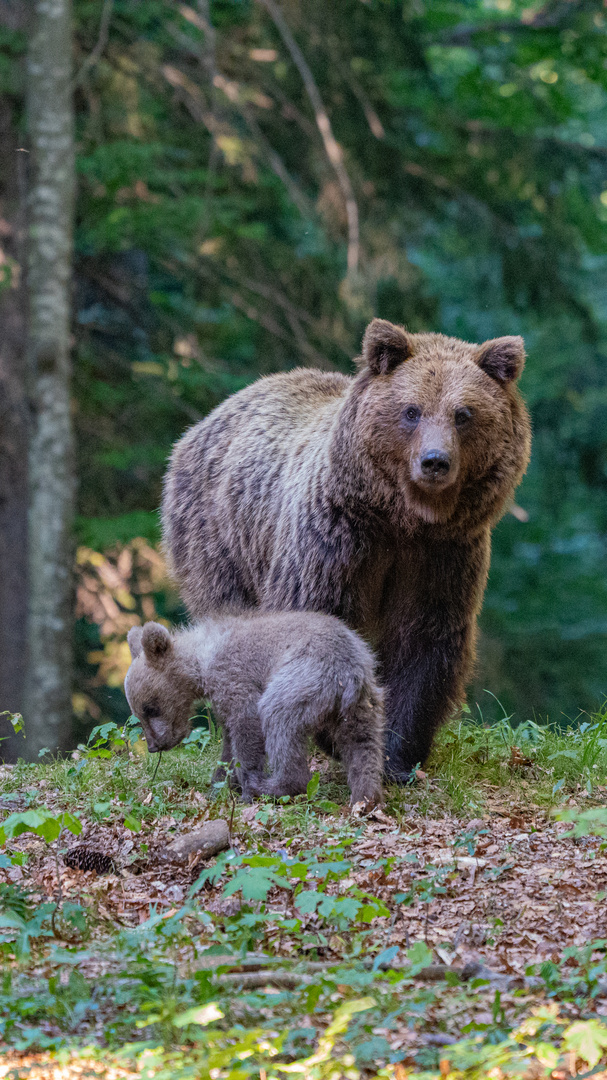 Bär mit Jungtier