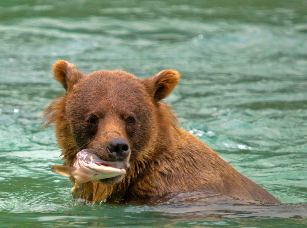 Bär mit Lachs