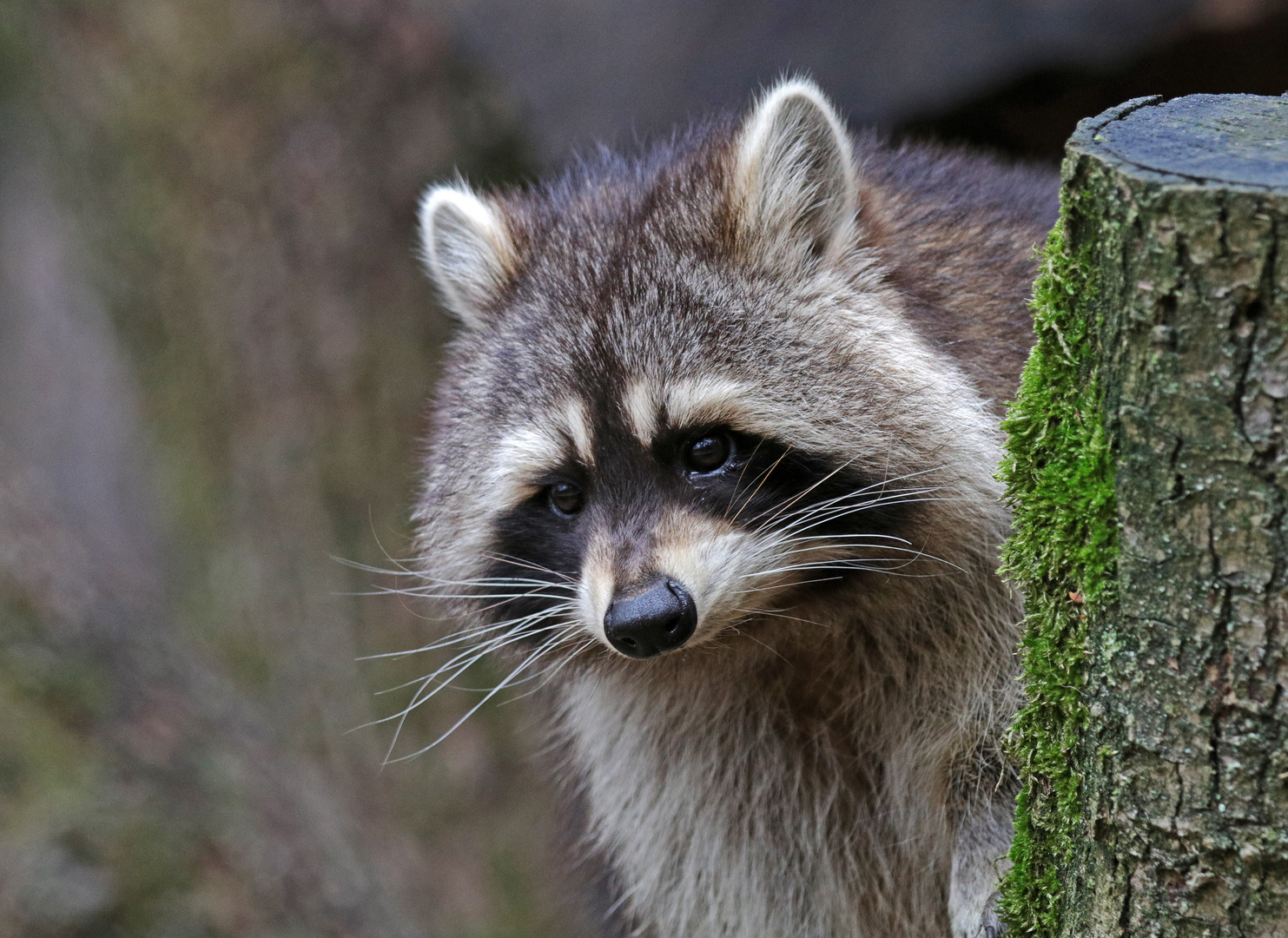 Bär mit Maske