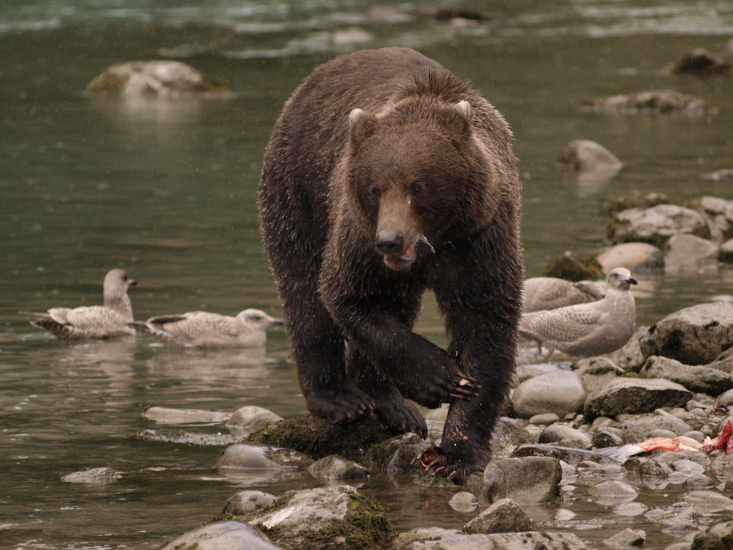 Bär mit triefenden Lefzen in der Abenddämmerung