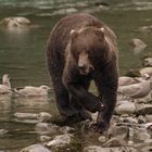 Bär mit triefenden Lefzen in der Abenddämmerung