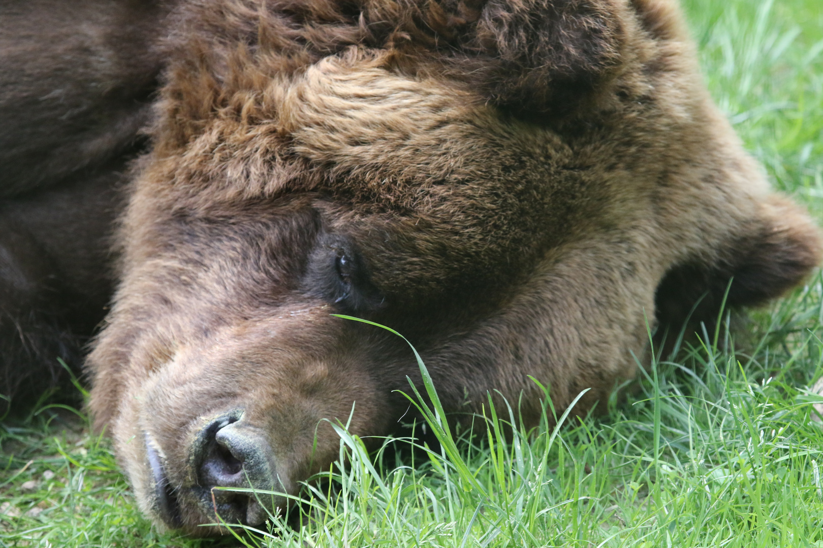 Bär müde, Bär schlafen