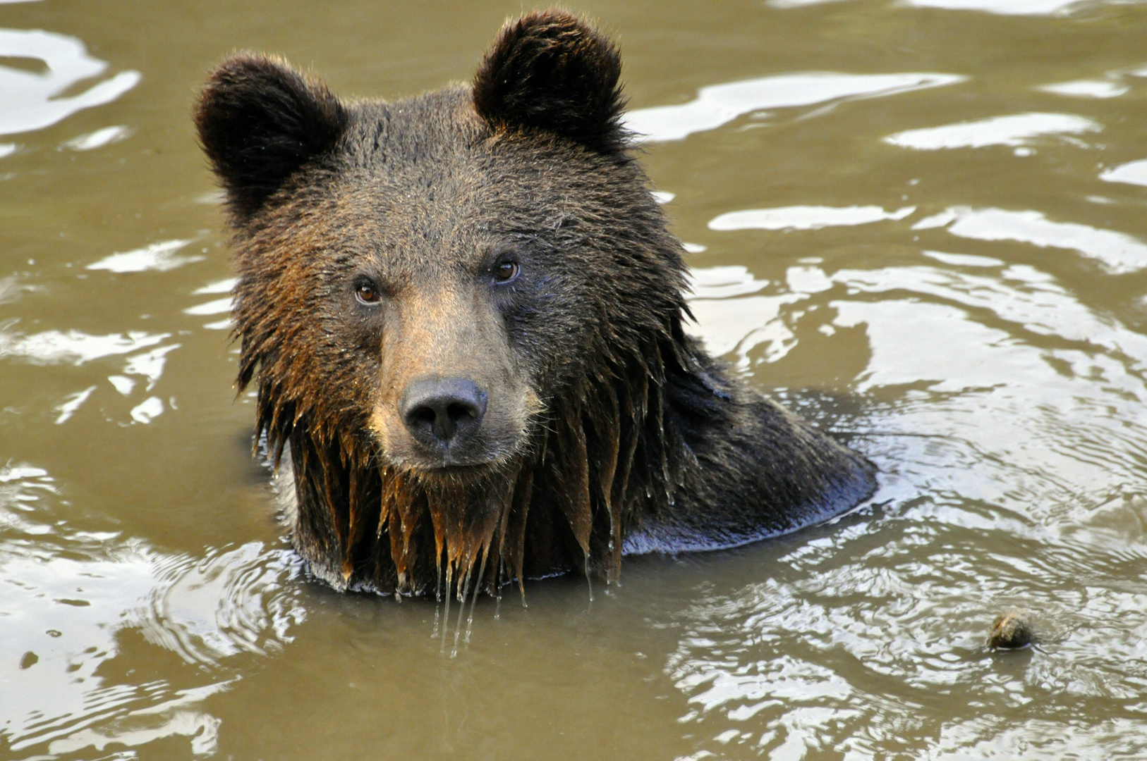 Bär nach dem Baden