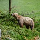 Bär Napa hält Ausschau nach seiner Gefährtin Amelia