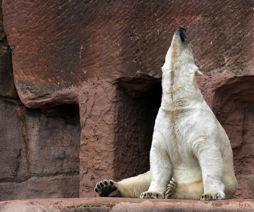 Bär oder Wolf wer weiss es genau ;)