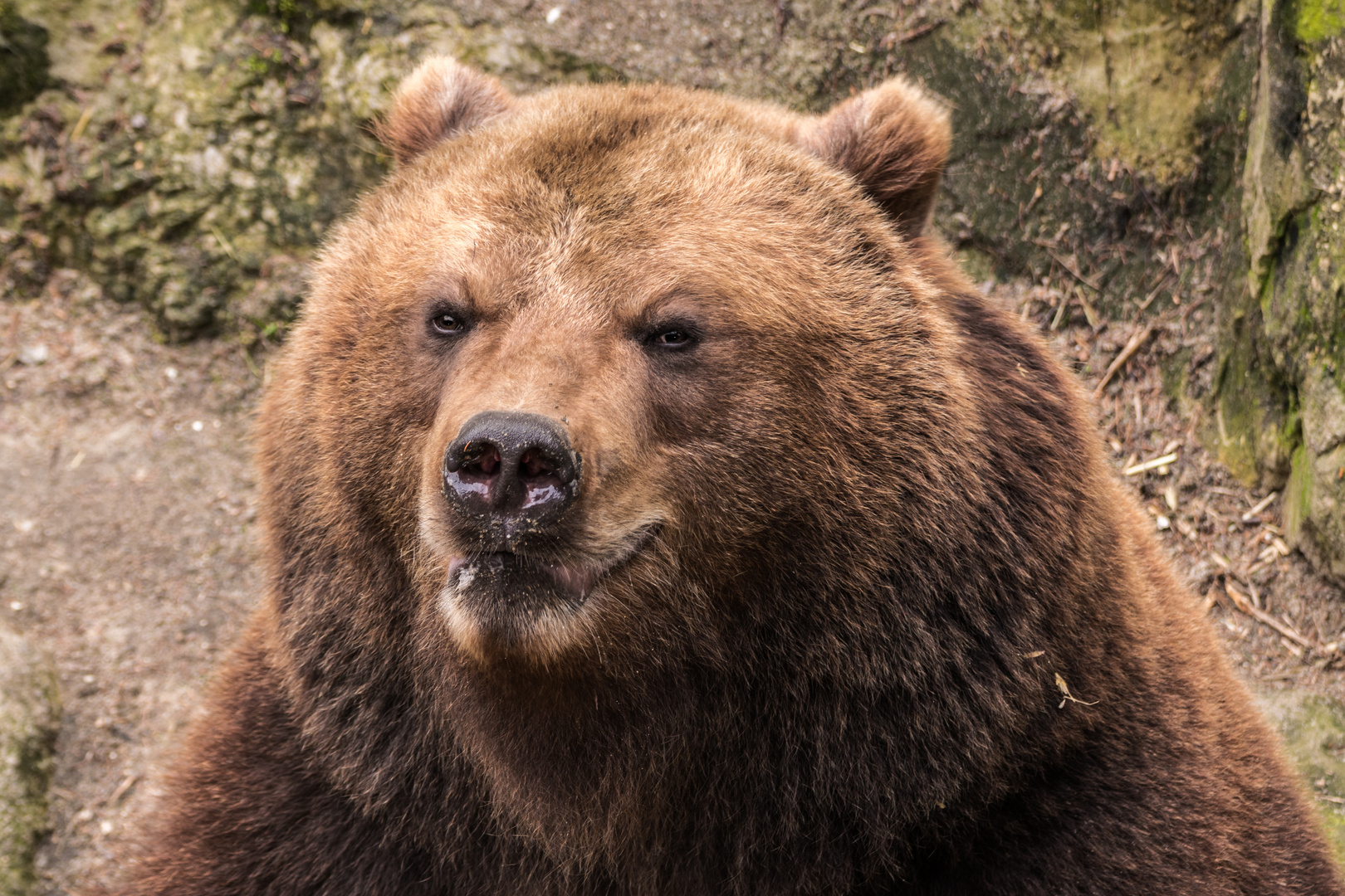 Bär Portrait 