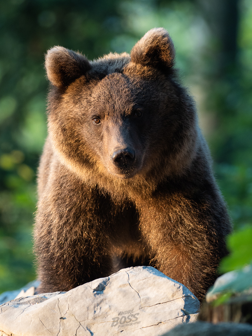 Bär Portrait