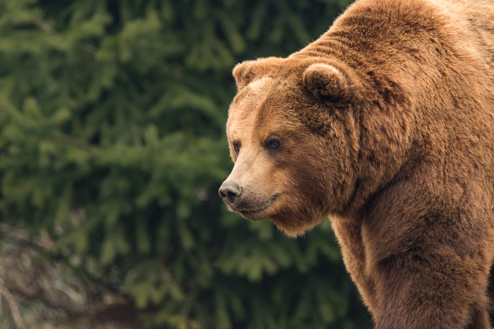 Bär Portrait