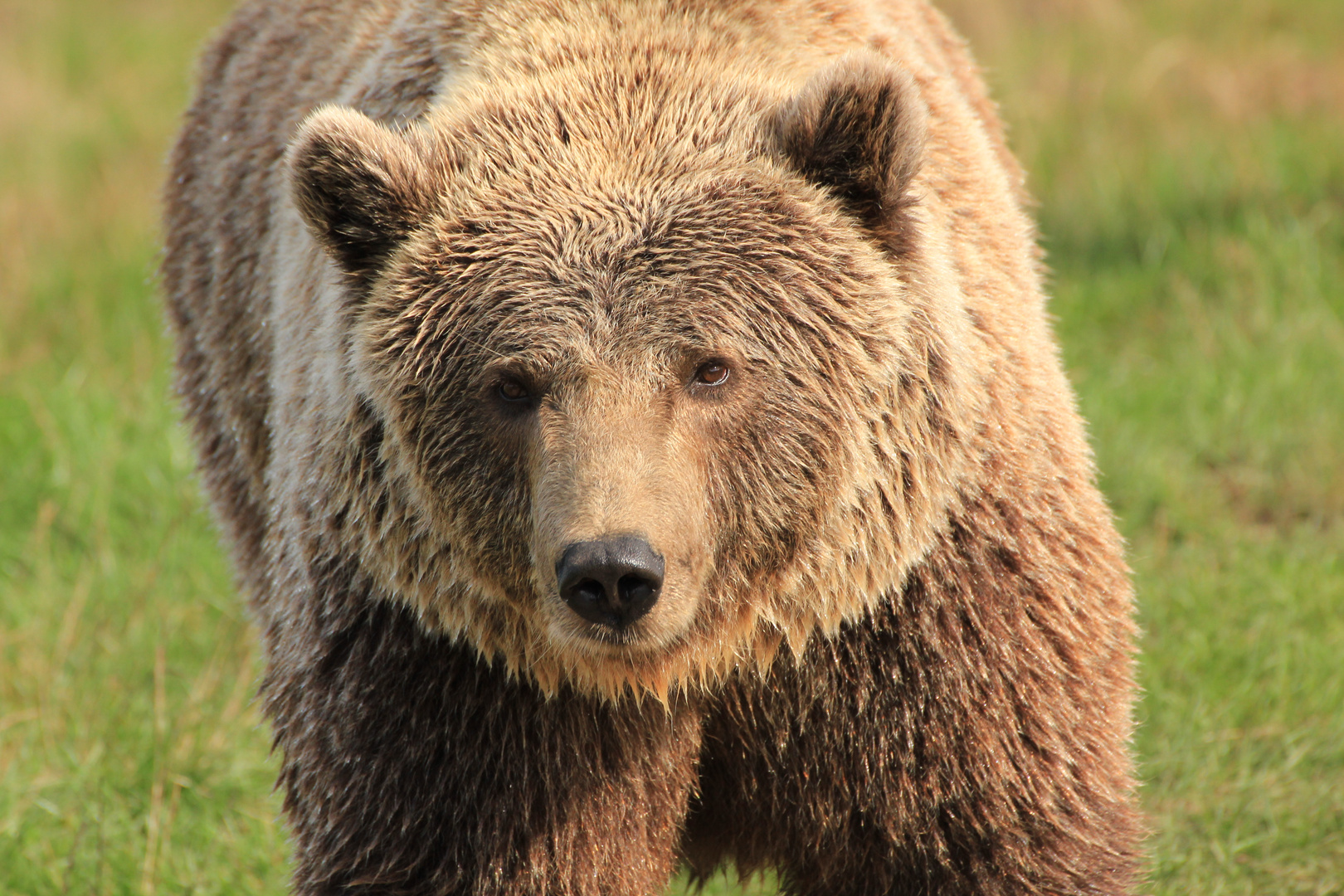 Bär, Skandinavischer Tierpark, Dänemark