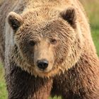 Bär, Skandinavischer Tierpark, Dänemark