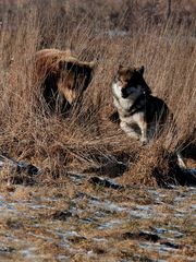 Bär spielt mit Wolf