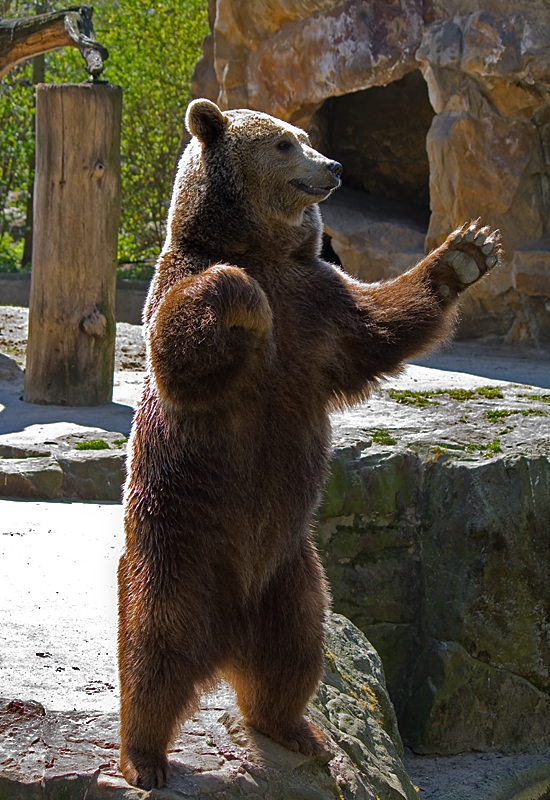 Bär stellt sich auf