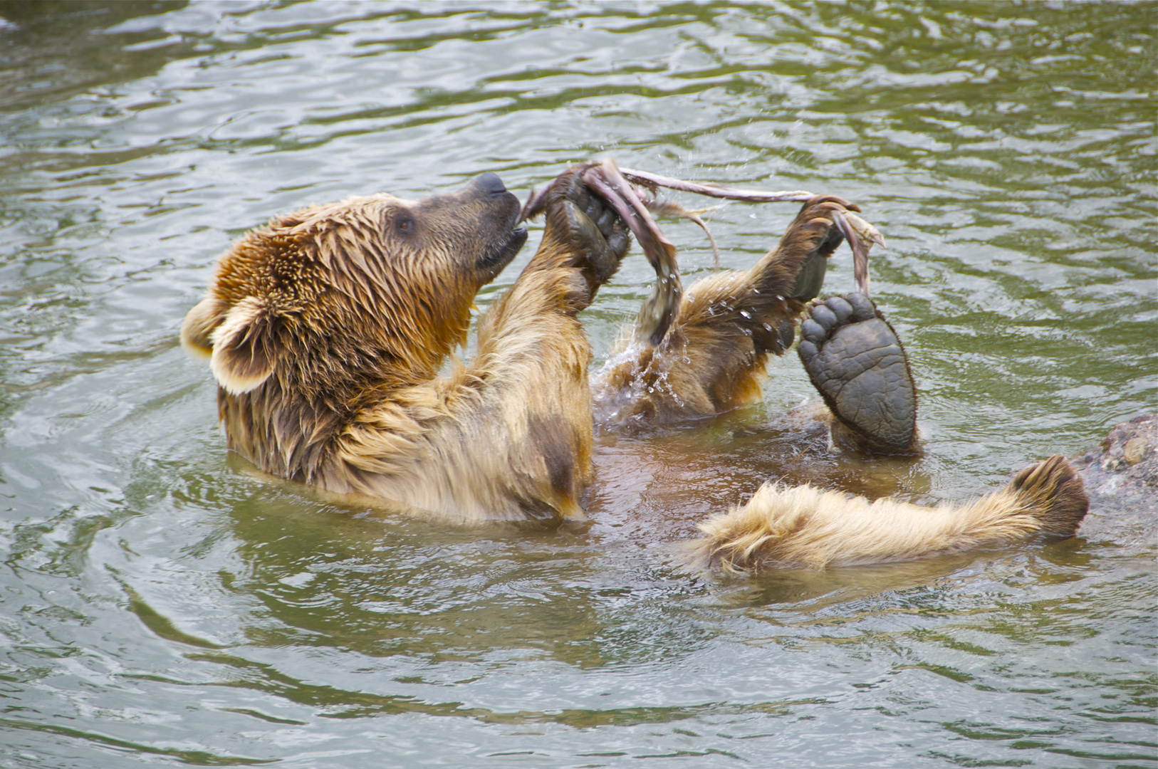 Bär Tier Park Goldau II