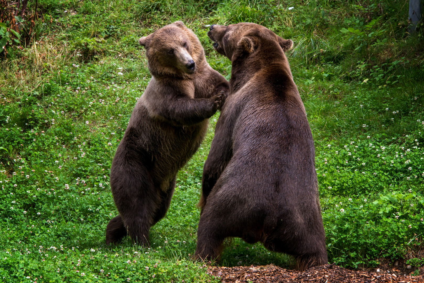 Bär und Bärin im Bärengraben Bern