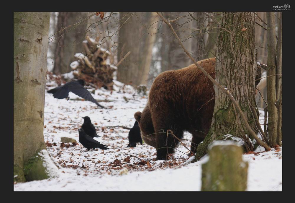 -Bär und Krähe-