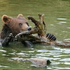 Bär und Libell