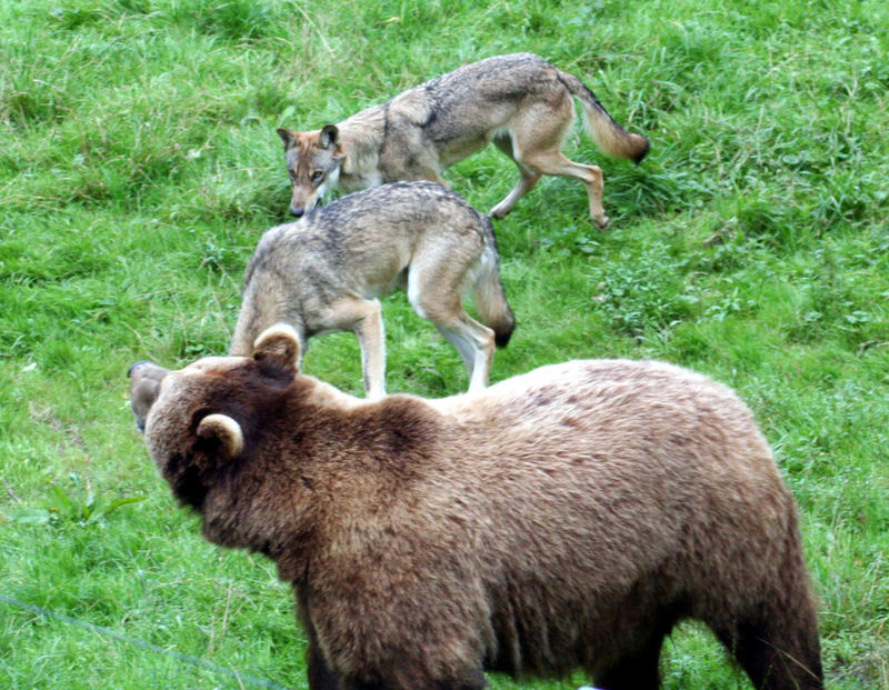 BÄR UND WOLF