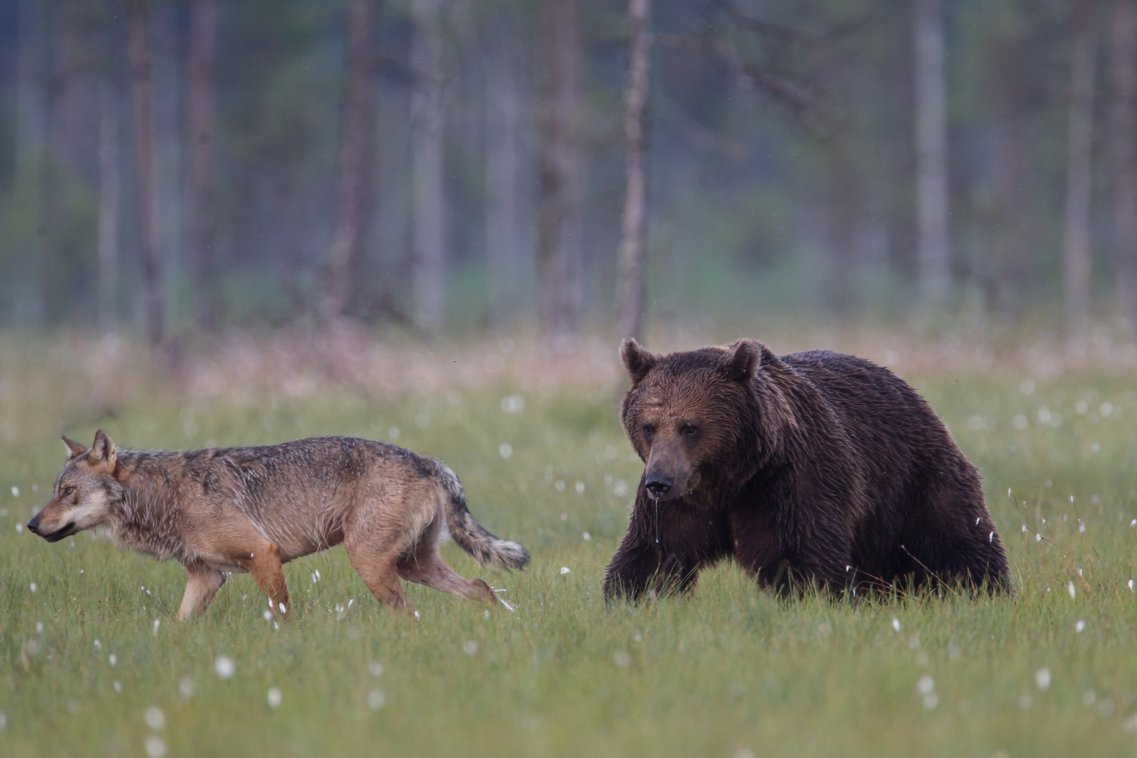 Bär und Wolf: Der Sieger verlässt die Arena !