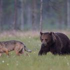 Bär und Wolf: Der Sieger verlässt die Arena !