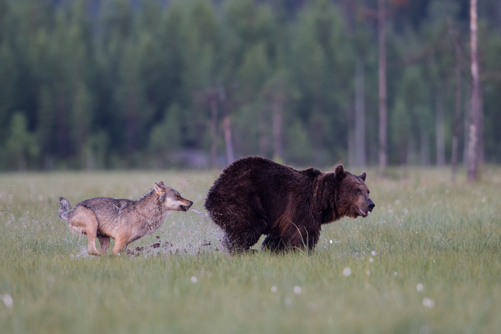 Bär und Wolf: Eine kleine Dusche gefällig ?