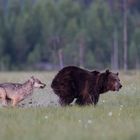 Bär und Wolf: Eine kleine Dusche gefällig ?