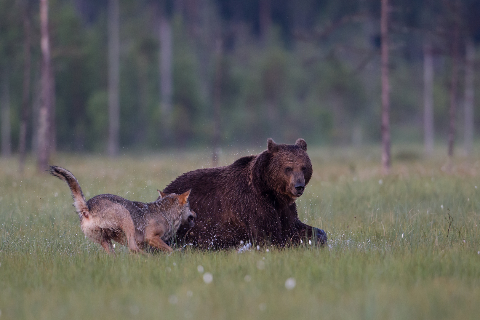 Bär und Wolf: Er kann es nicht lassen !