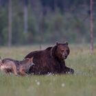 Bär und Wolf: Er kann es nicht lassen !