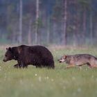 Bär und Wolf: Habe ich nicht super Zähne, mit denen ich auch morgen noch kraftvoll zubeissen kann ?