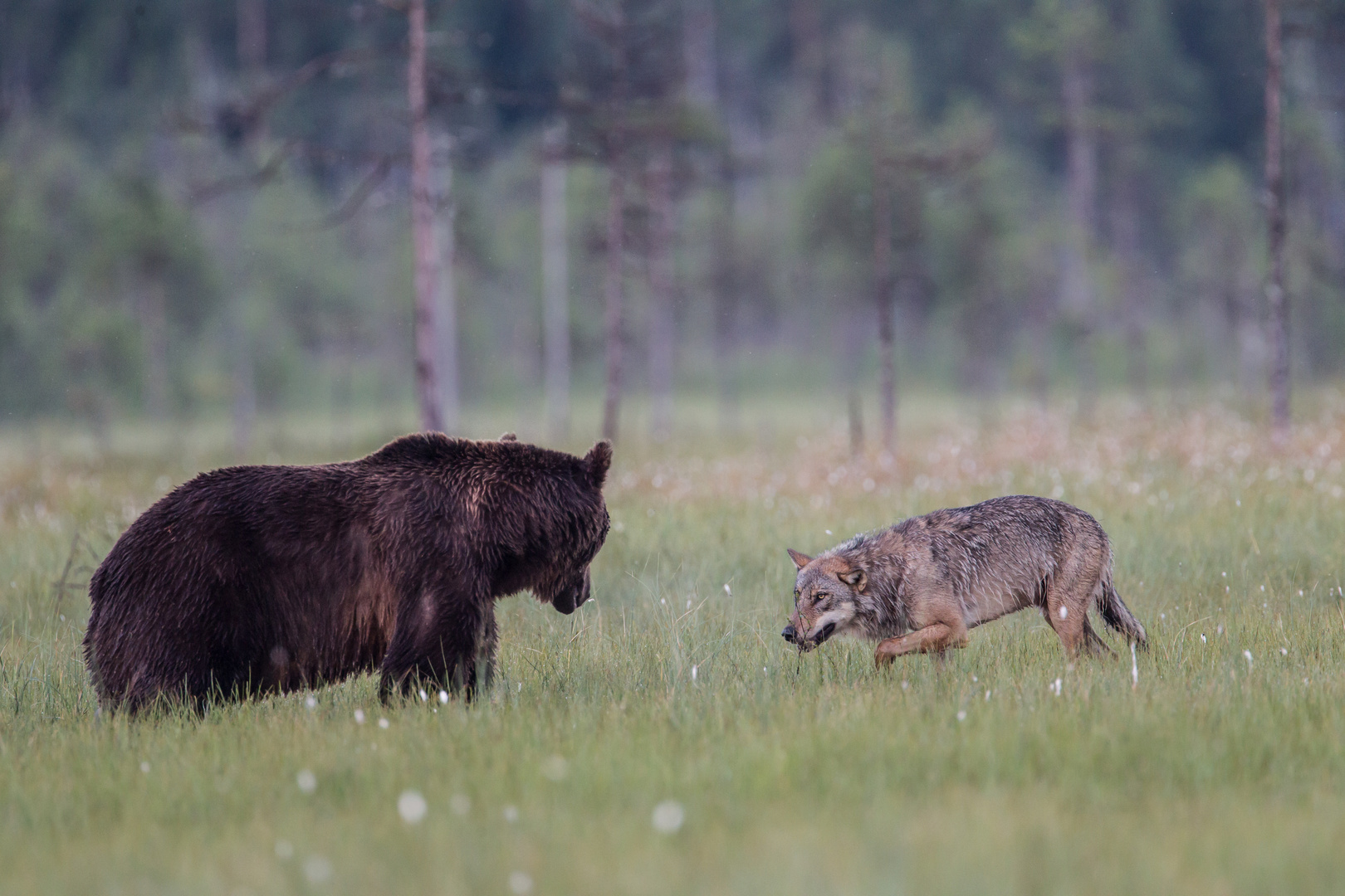 Bär und Wolf: Immer schön Abstand halten, mein lieber Freund !!!