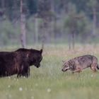 Bär und Wolf: Immer schön Abstand halten, mein lieber Freund !!!