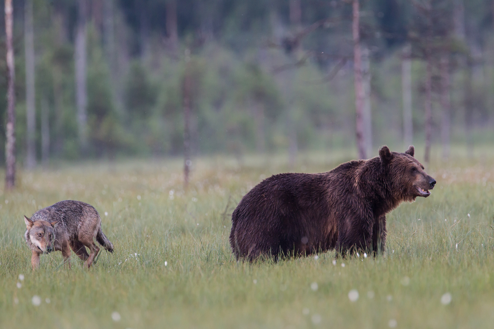 Bär und Wolf: Immer schön dahinter bleiben.