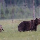 Bär und Wolf: Immer schön dahinter bleiben.