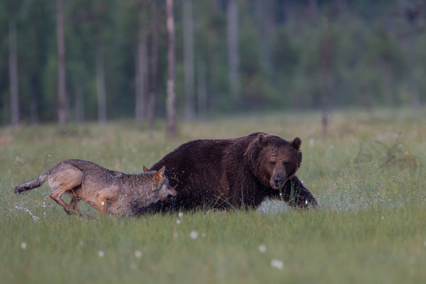 Bär und Wolf: Jetzt zeige ich Dir mal, wer Herr im Ring ist !