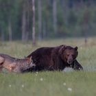 Bär und Wolf: Jetzt zeige ich Dir mal, wer Herr im Ring ist !