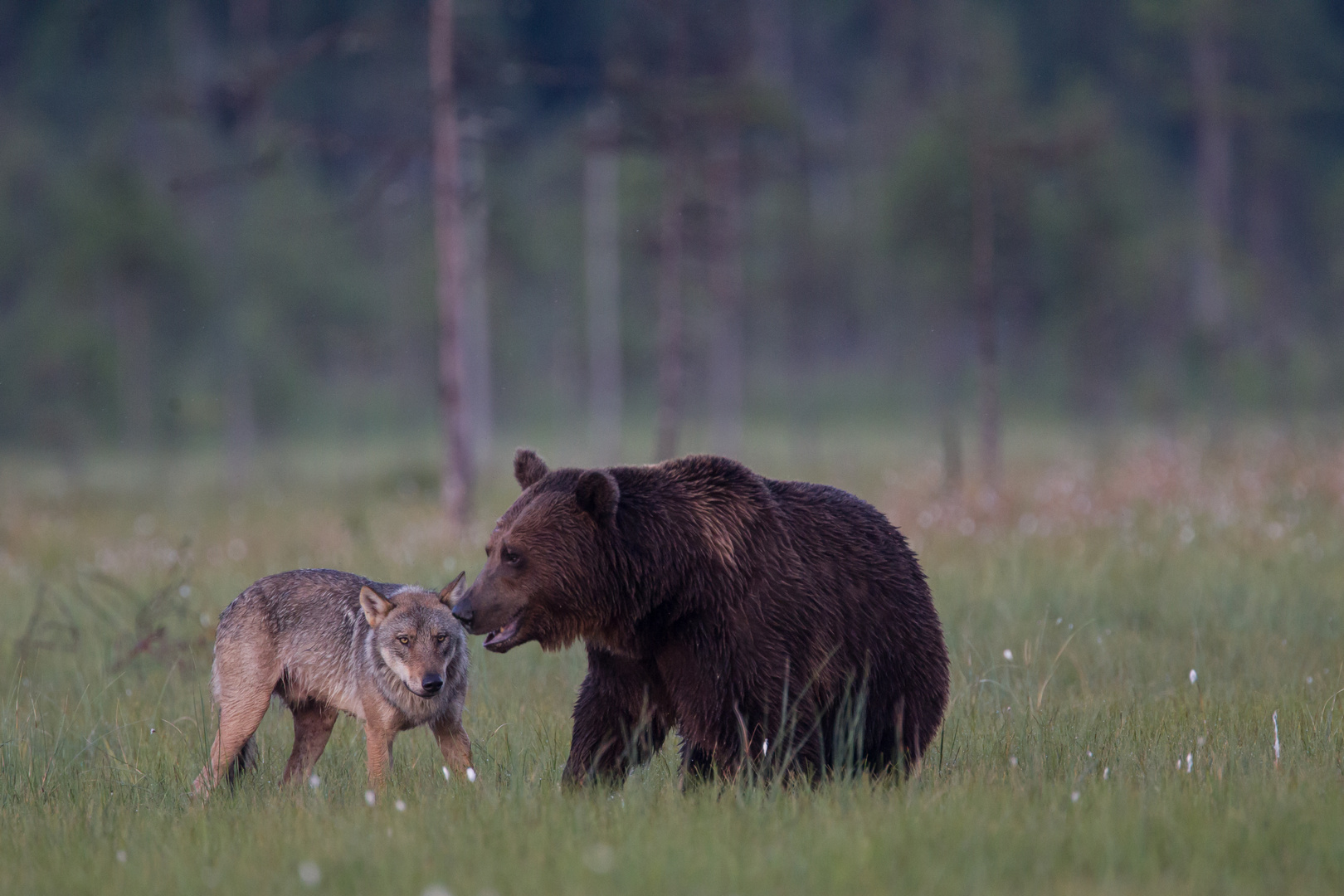 Bär und Wolf: Komm mal her mein Freund, jetzt werde ich Dir ein paar Takte erzählen !