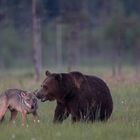 Bär und Wolf: Komm mal her mein Freund, jetzt werde ich Dir ein paar Takte erzählen !
