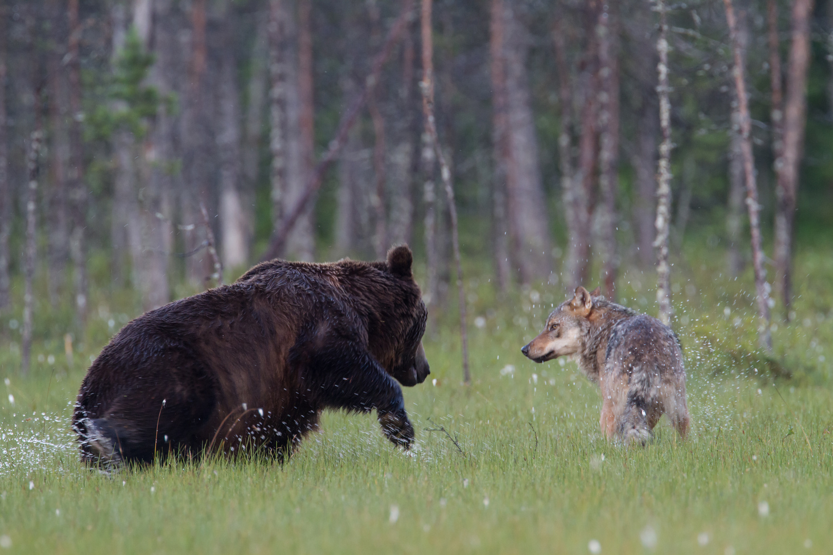 Bär und Wolf: Sieh zu, dass Du Land gewinnst !!