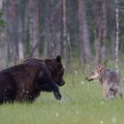 Bär und Wolf: Sieh zu, dass Du Land gewinnst !!