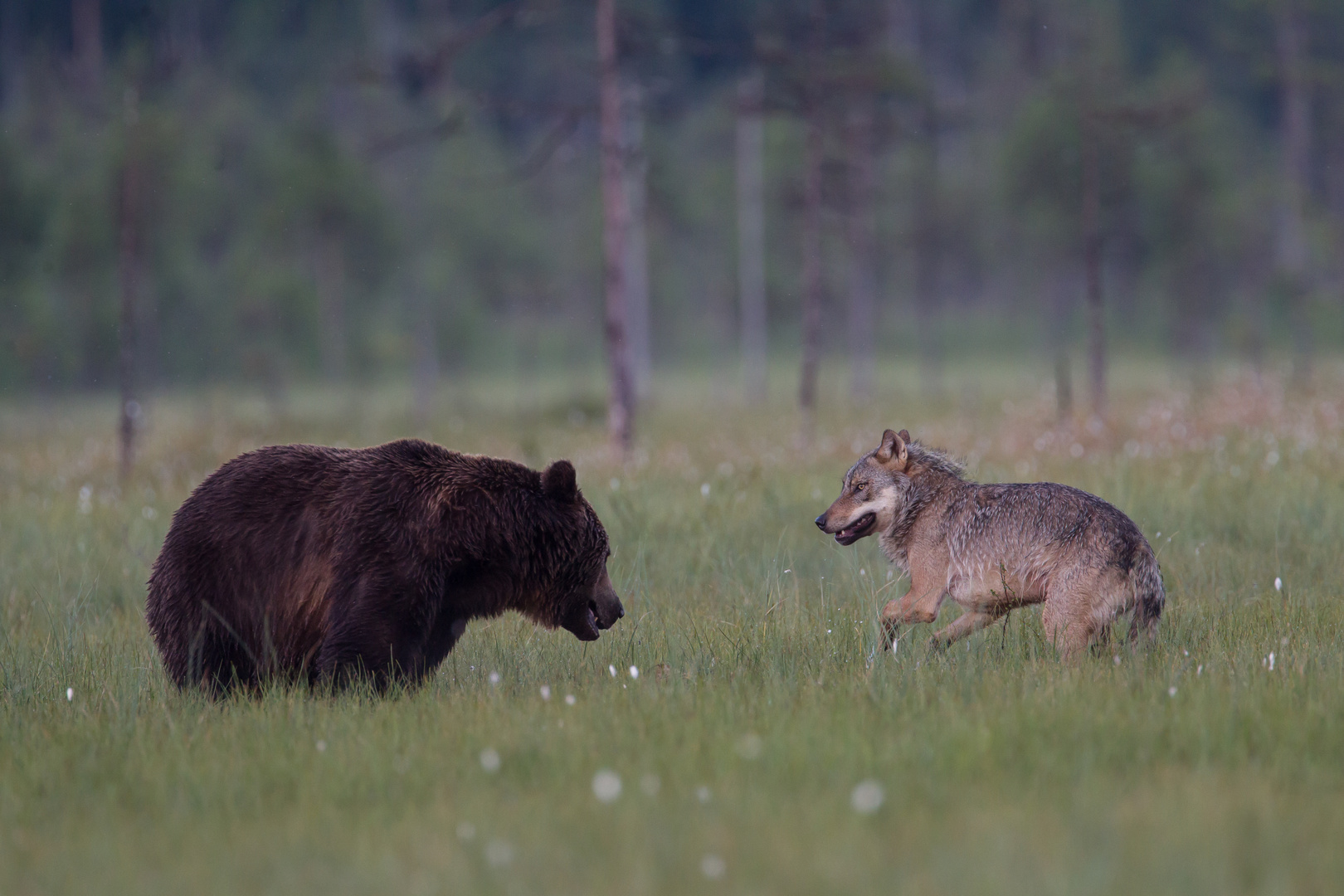 Bär und Wolf: Was nun ? Jetzt doch der Rückzieher?