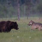 Bär und Wolf: Was nun ? Jetzt doch der Rückzieher?