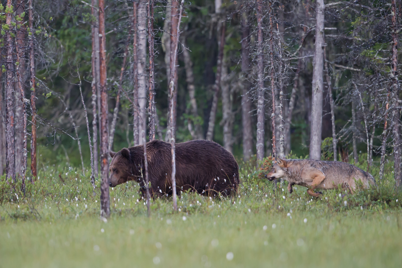 Bär und Wolf: Wegelagerer