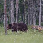 Bär und Wolf: Wegelagerer